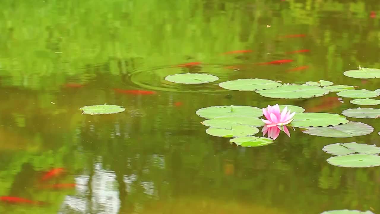 池塘，睡莲，红色小鱼，锦鲤视频素材