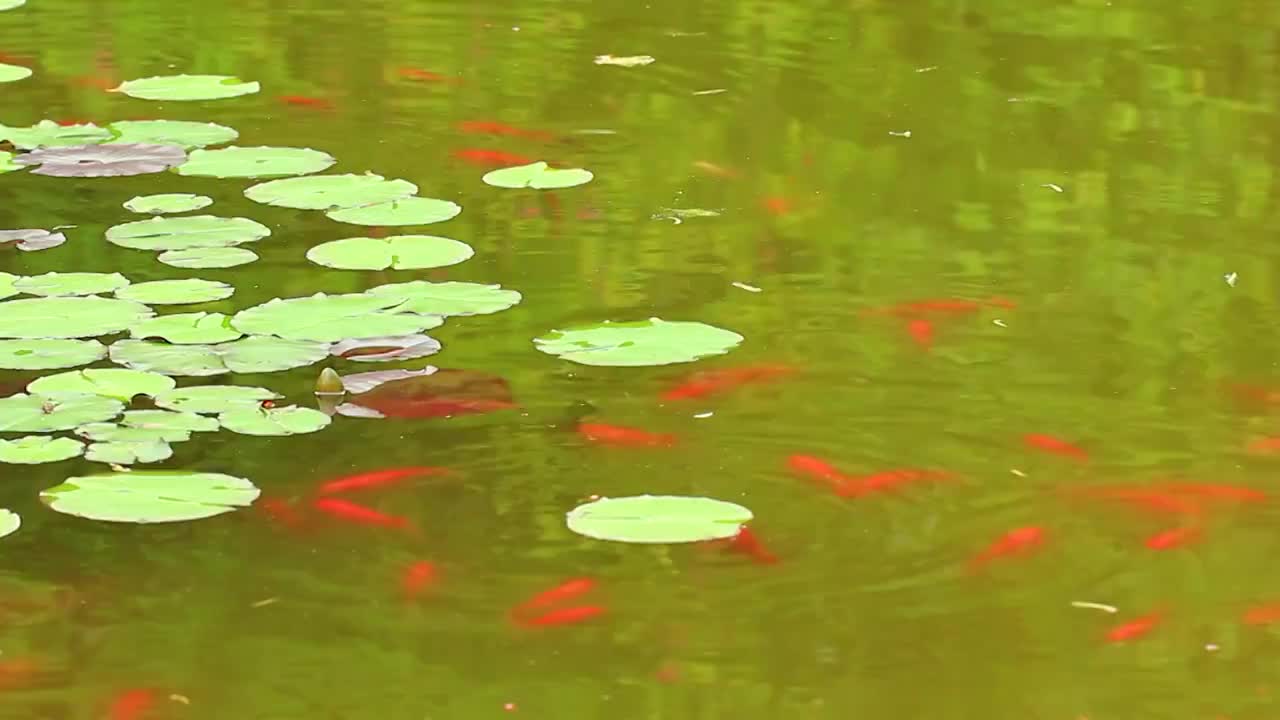 池塘，睡莲，红色小鱼，锦鲤视频素材