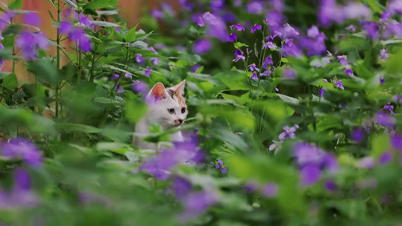 漫步二月兰的猫咪，江苏南京明孝陵（合集）视频素材