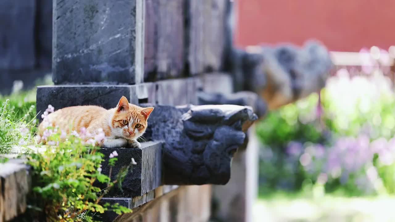 一只与古建筑相伴的小猫，江苏南京明孝陵视频素材