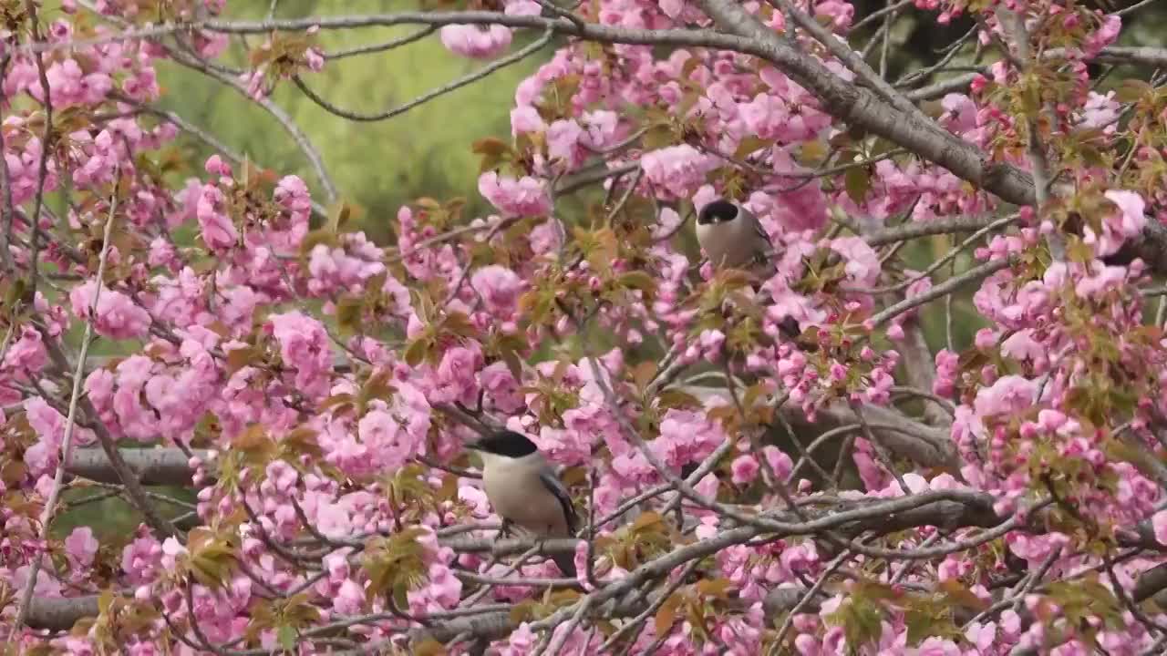 海棠花与灰喜鹊视频素材