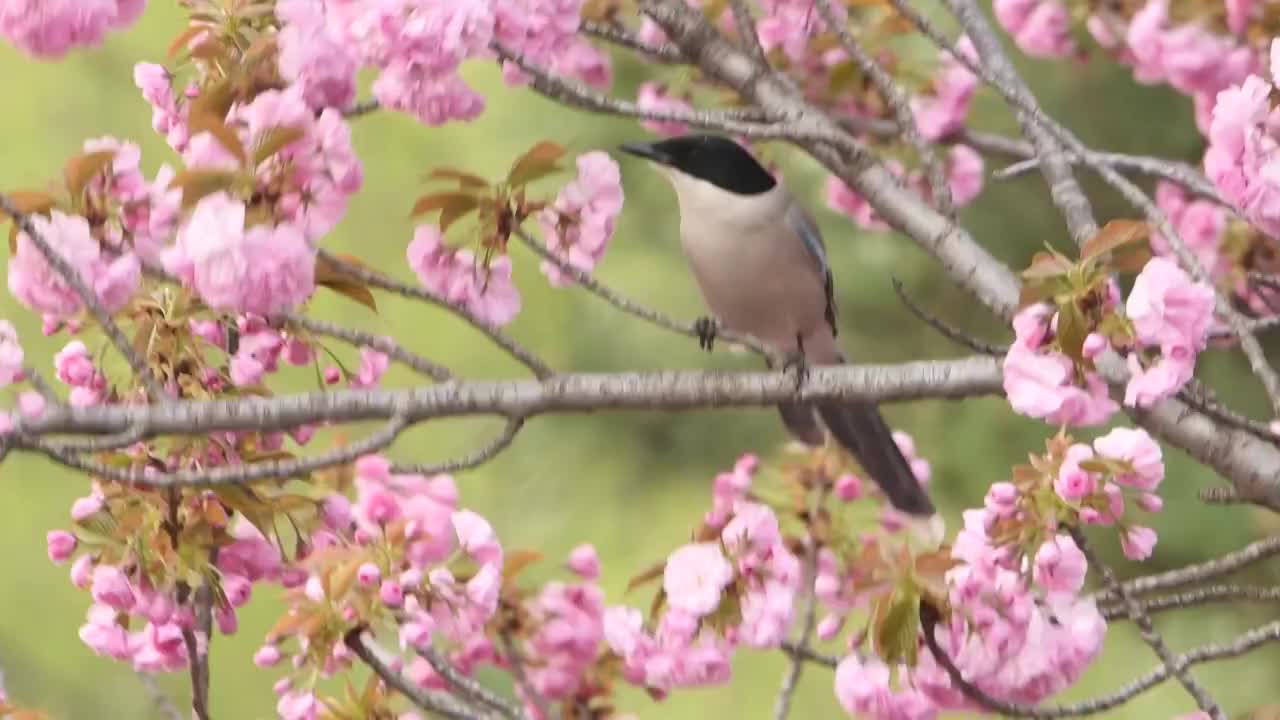 海棠花与灰喜鹊视频素材