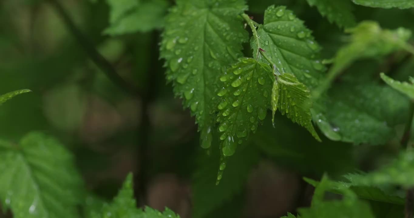 春天绿色的树叶视频素材