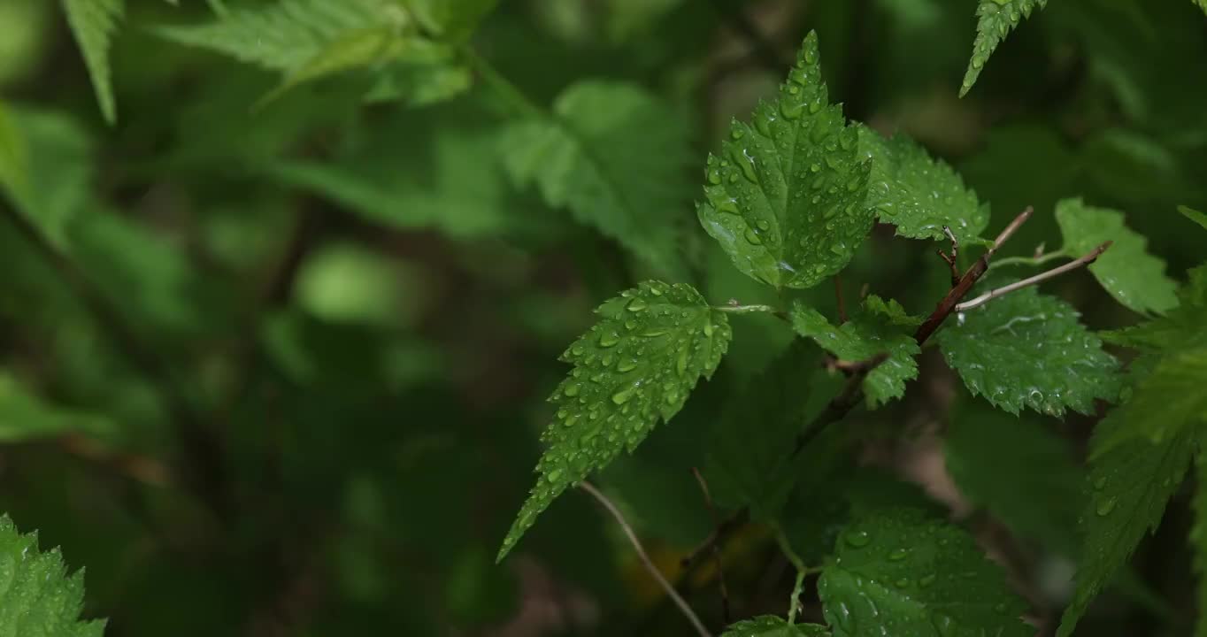 春天绿色的树叶视频素材