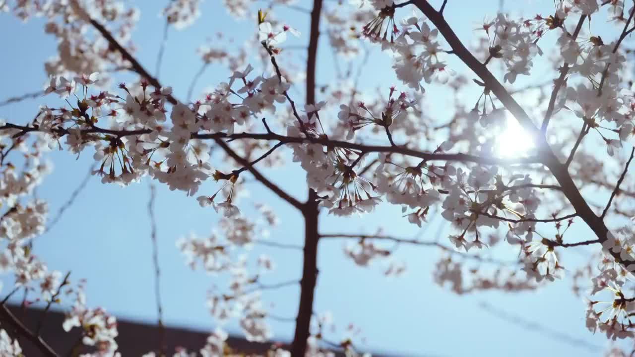 春日蓝天背景下仰视樱花树视频素材