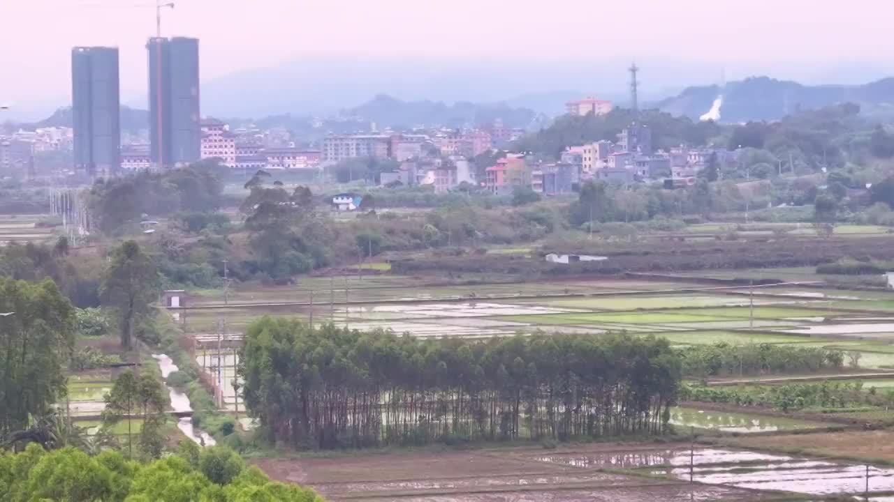 大田垌白鹭聚集繁殖觅食点视频素材