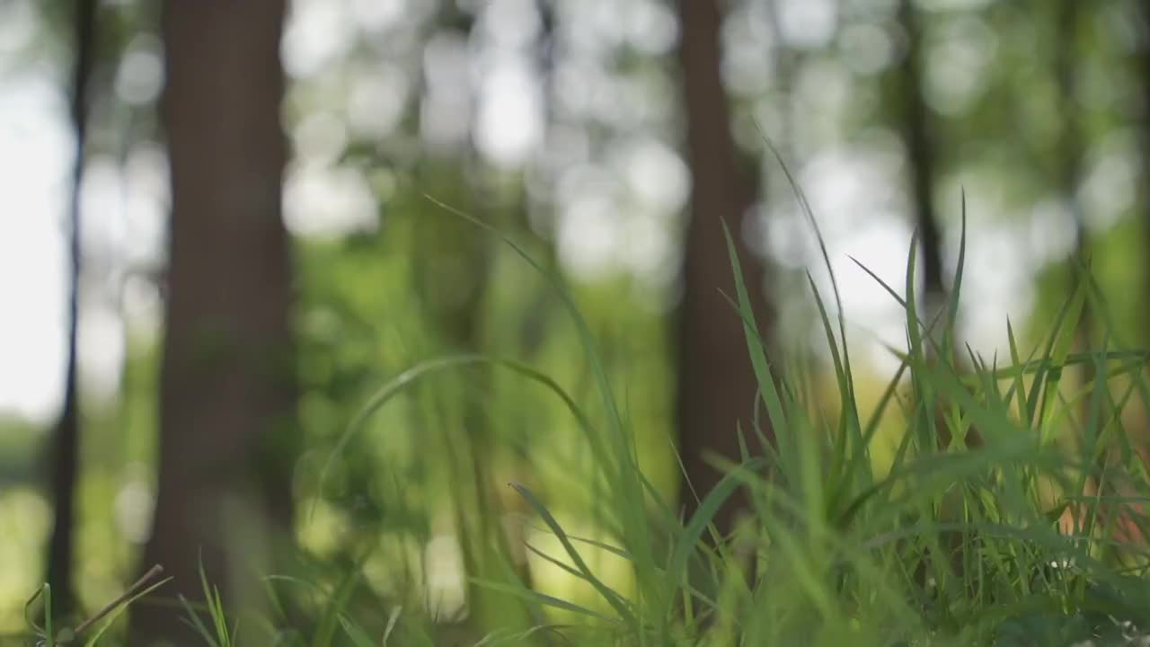 森林树林里小草被风吹拂飘动视频下载