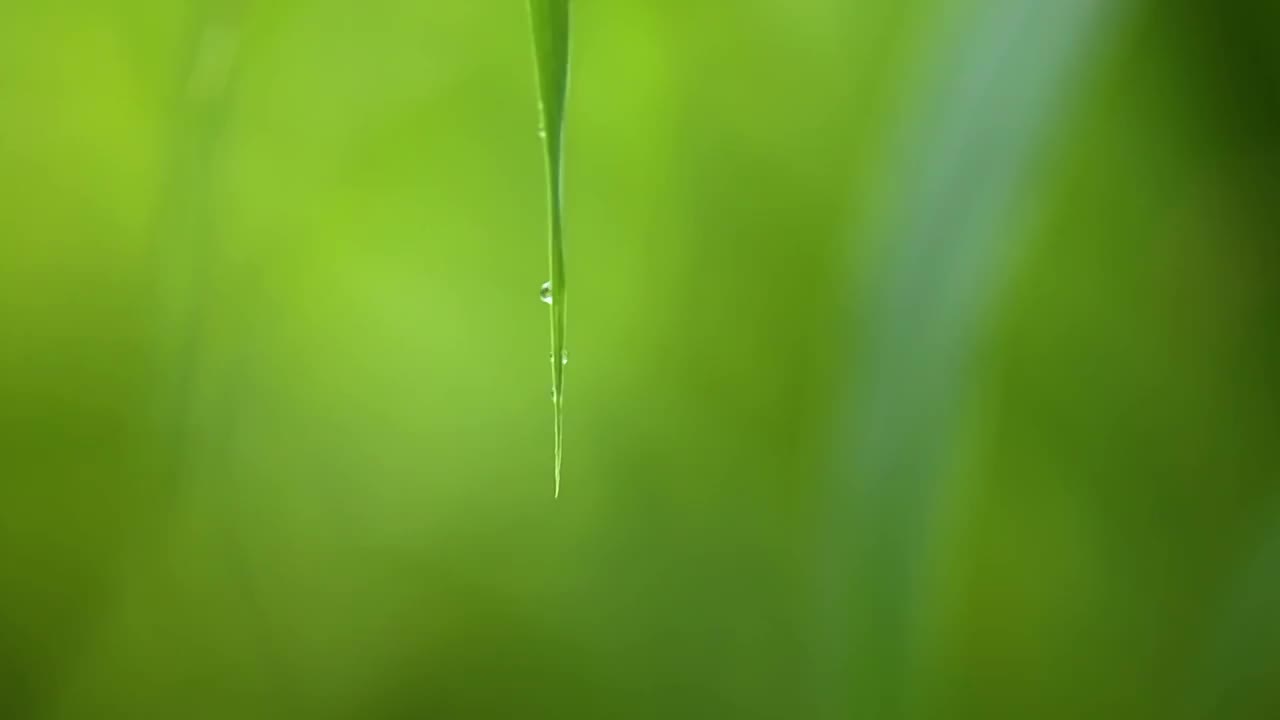 绿叶上的水珠视频素材