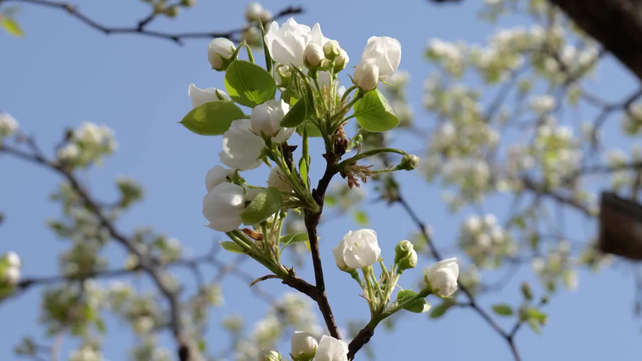 春天梨花盛开梨树生长视频素材