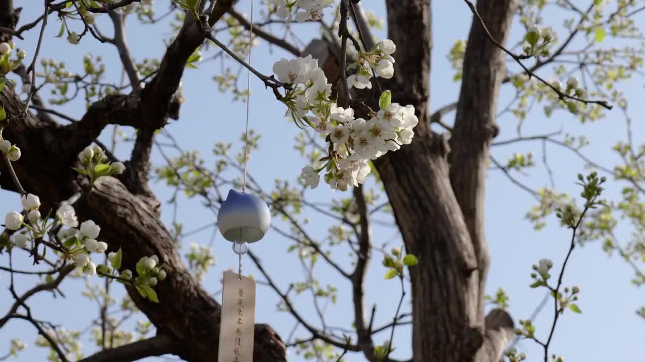 春天梨花盛开梨树生长视频素材