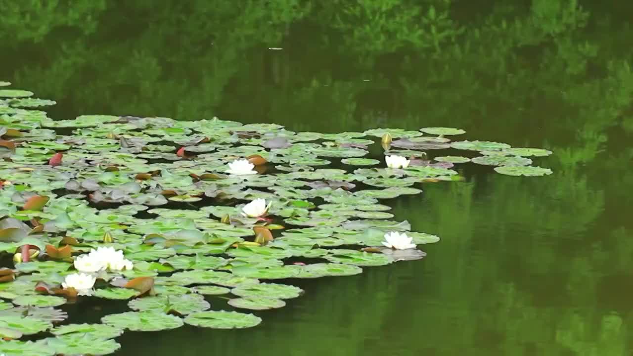 雨后的白色睡莲视频素材