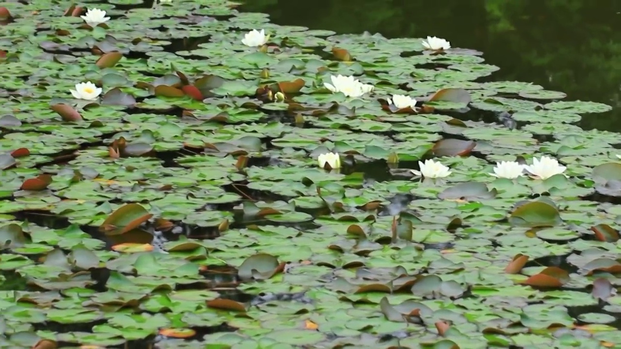 雨后池塘盛开的睡莲视频素材