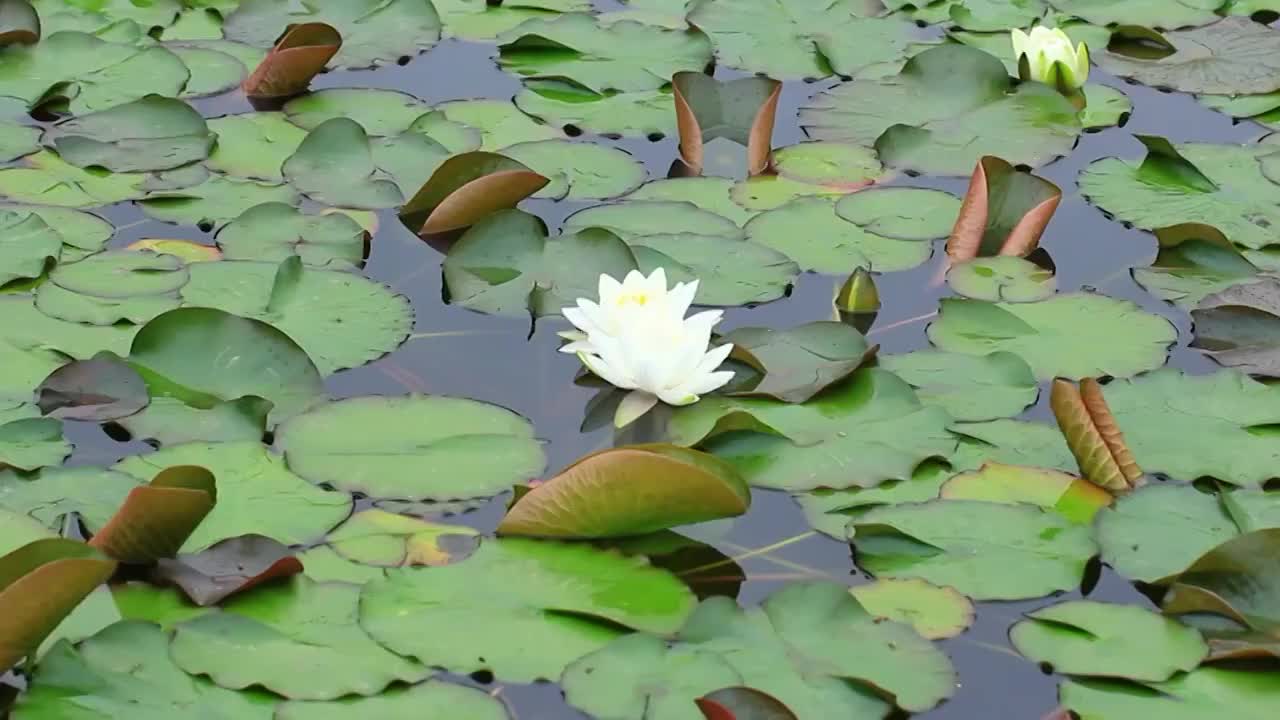 雨后池塘盛开的睡莲视频素材