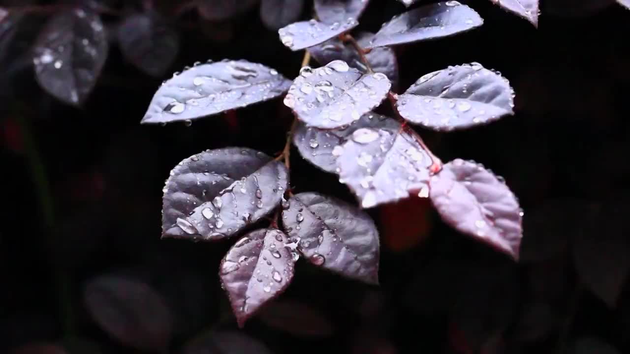 谷雨季节叶片上的水滴雨水视频素材