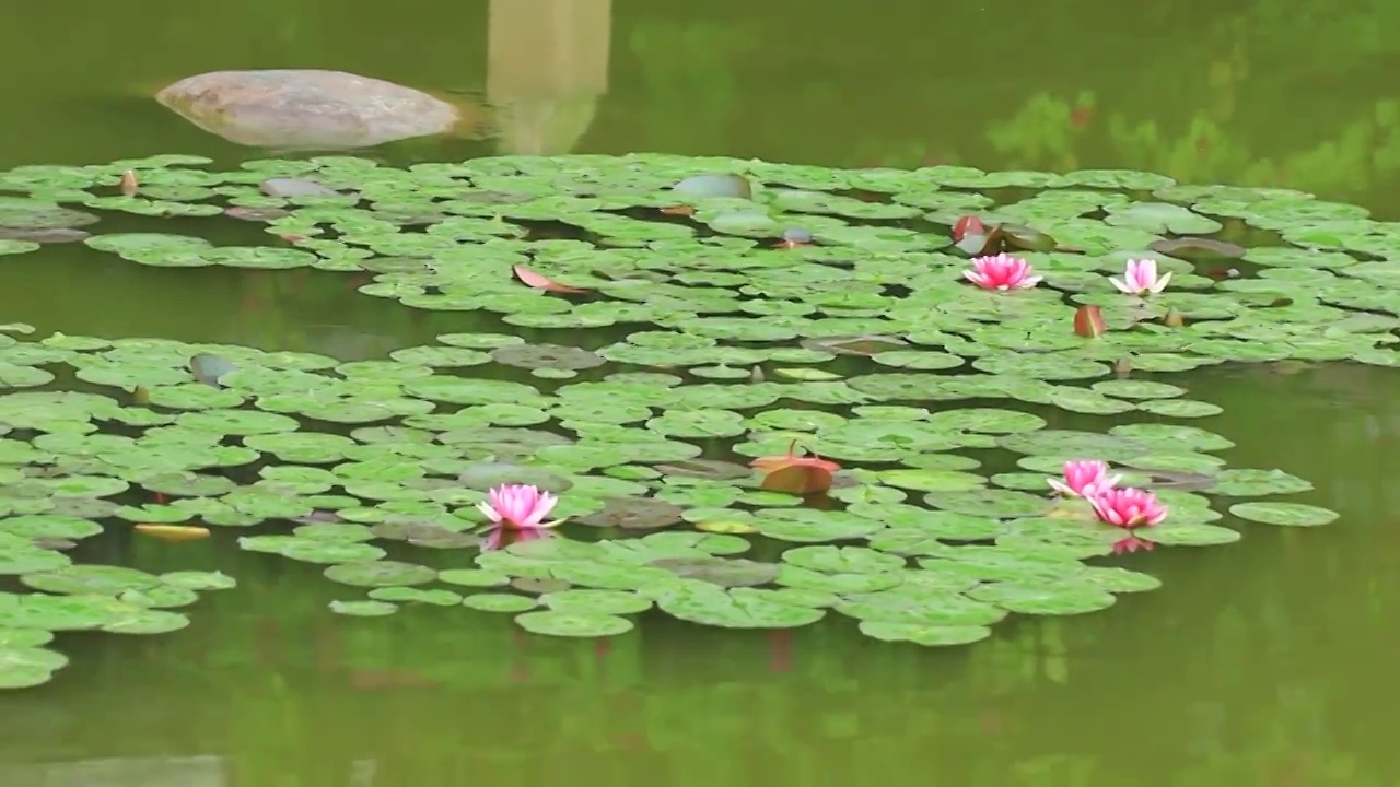 雨后池塘盛开的莲花视频素材