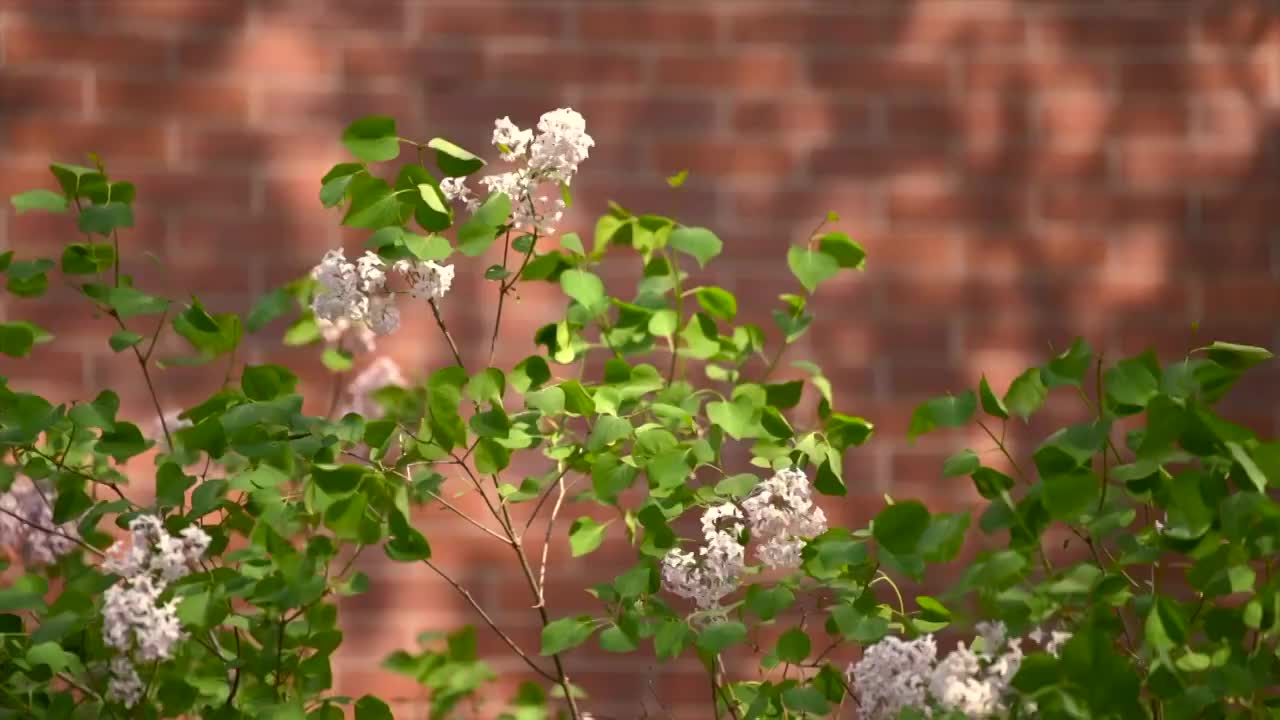 春天阳光下住宅小区春花盛开视频素材