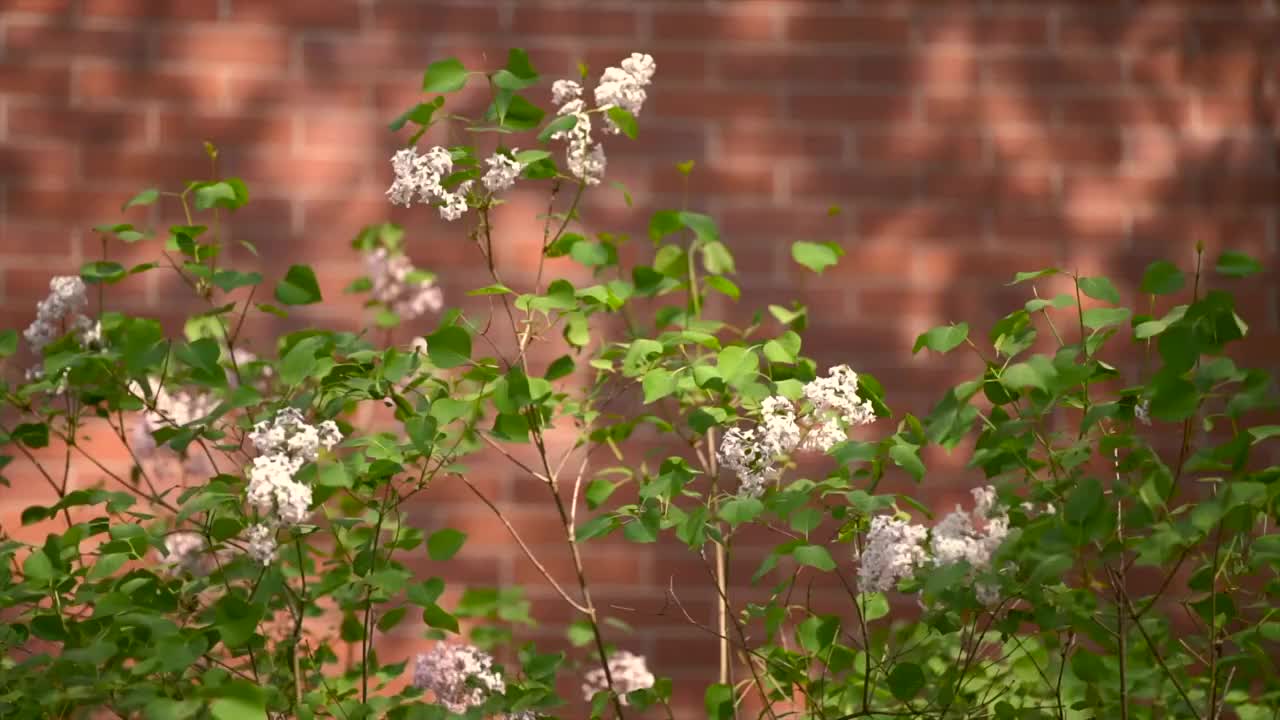 春天阳光下住宅小区春花盛开视频素材