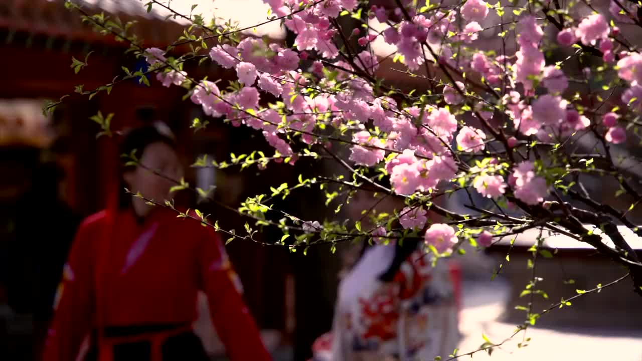 春天北京故宫春花绽放视频素材