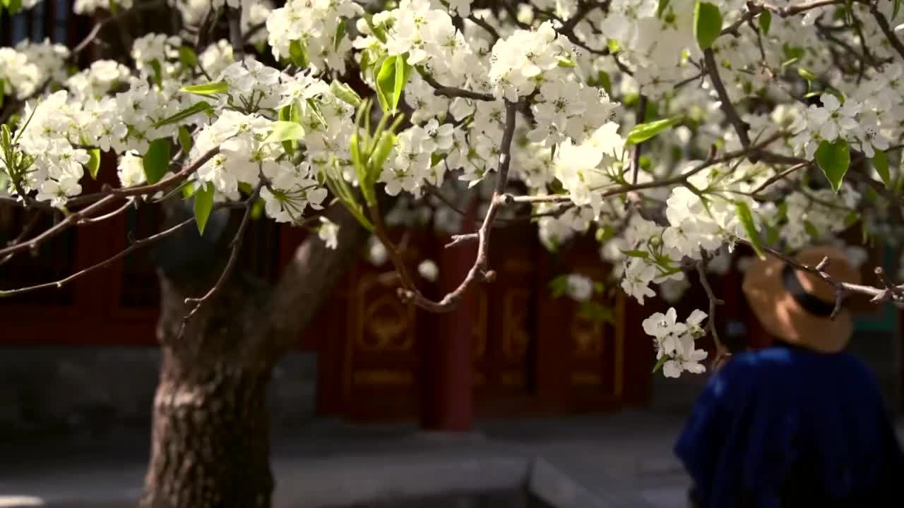 春天北京故宫春花绽放视频素材