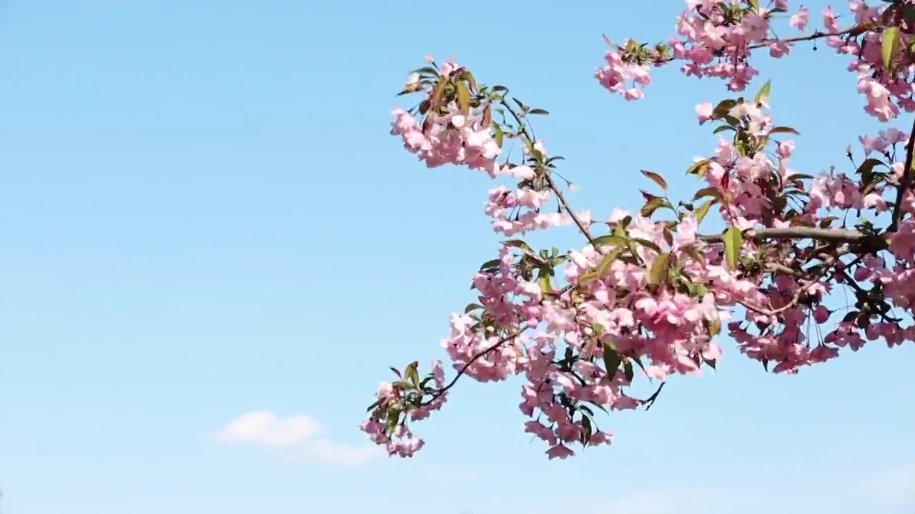 风中的樱花视频素材