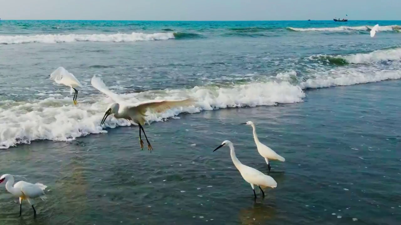 海滩上的白鹭视频素材