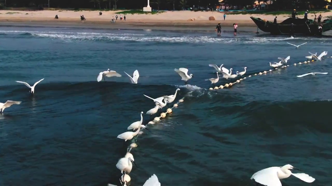 海上觅食的白鹭群视频素材