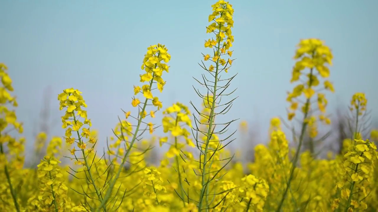 油菜花视频素材