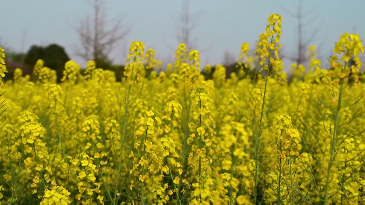 油菜花视频素材