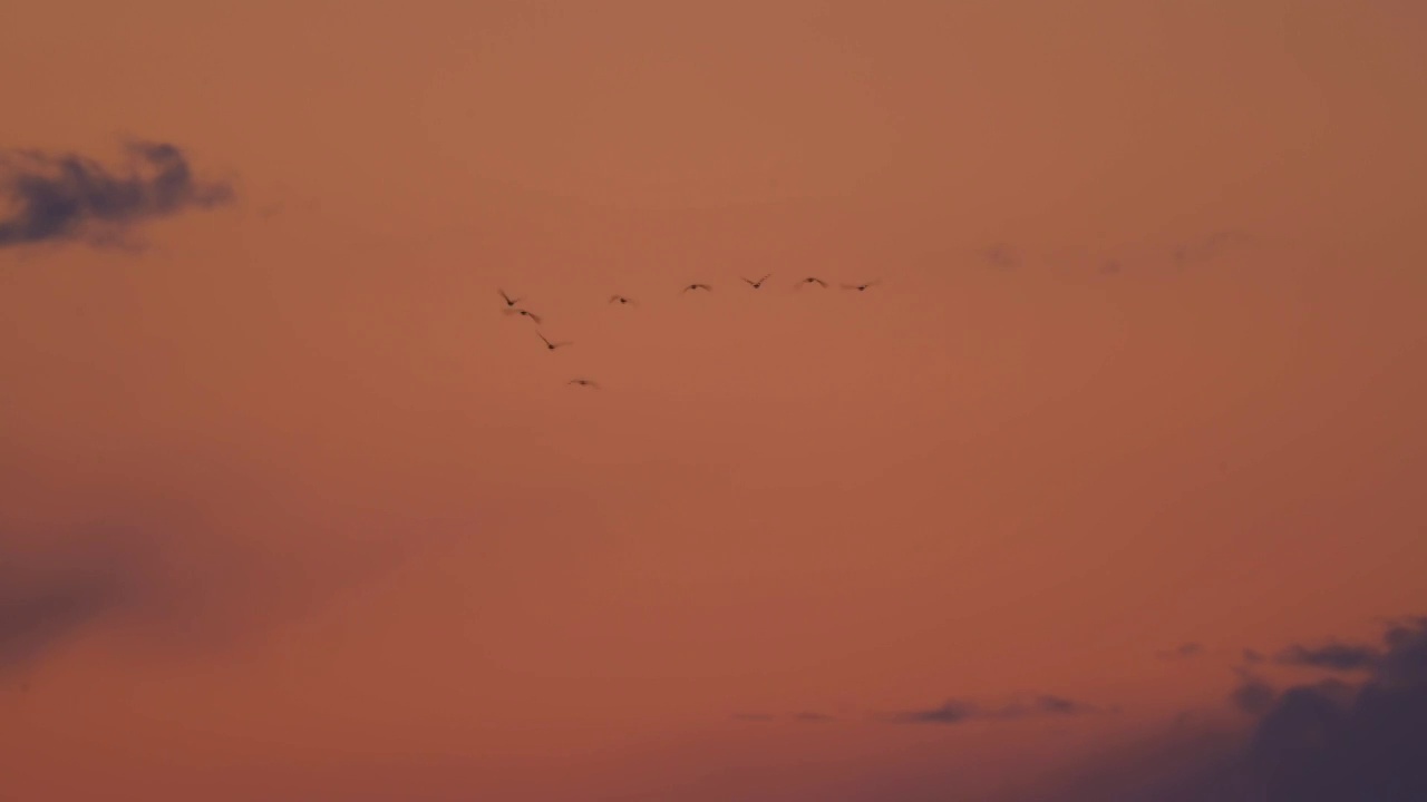 湿地夕阳视频素材