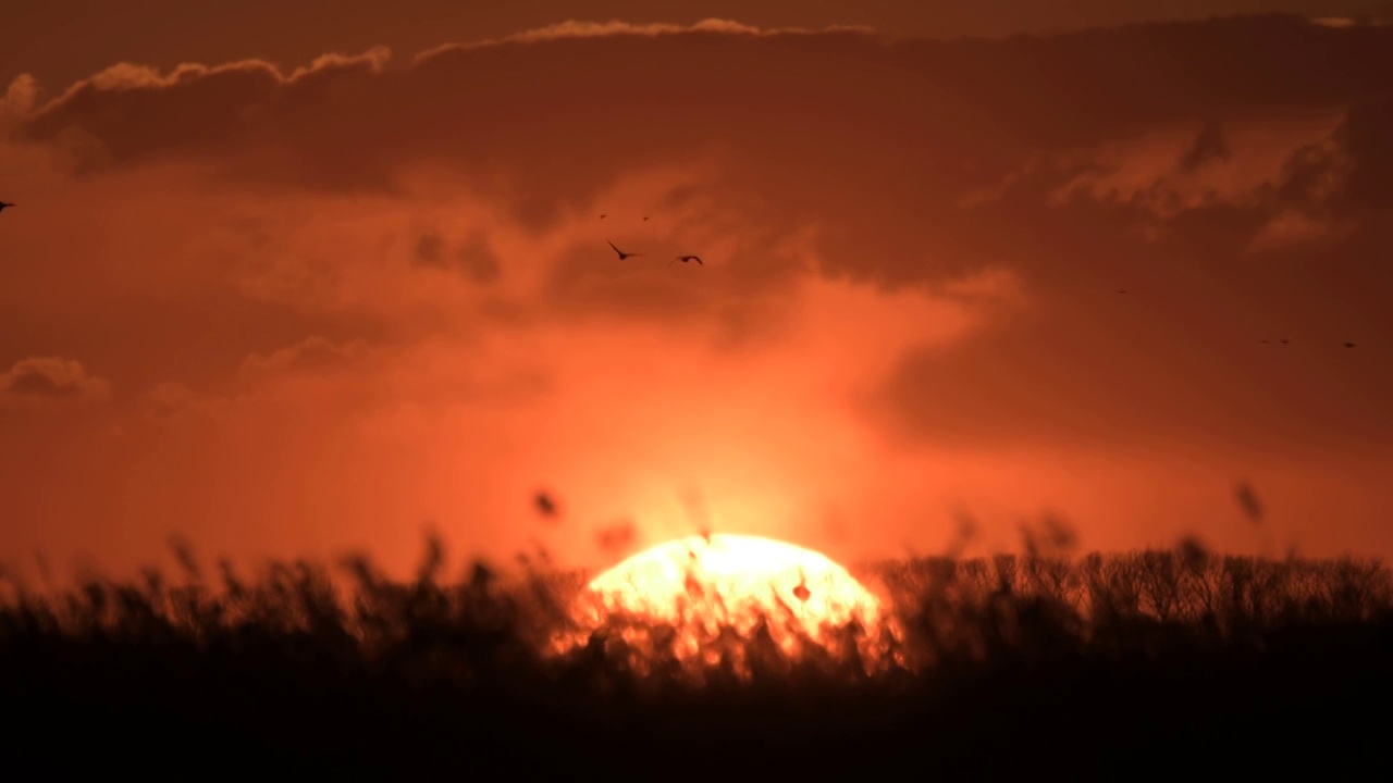 湿地夕阳视频素材