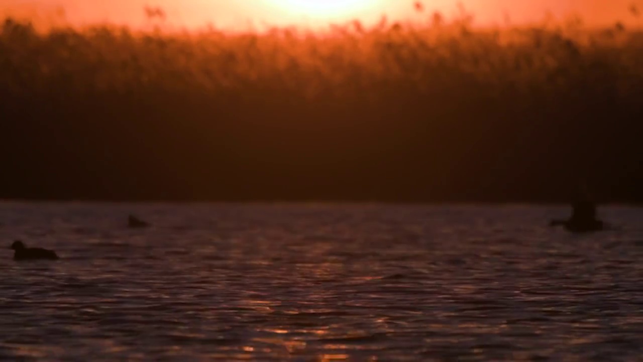 湿地夕阳视频素材