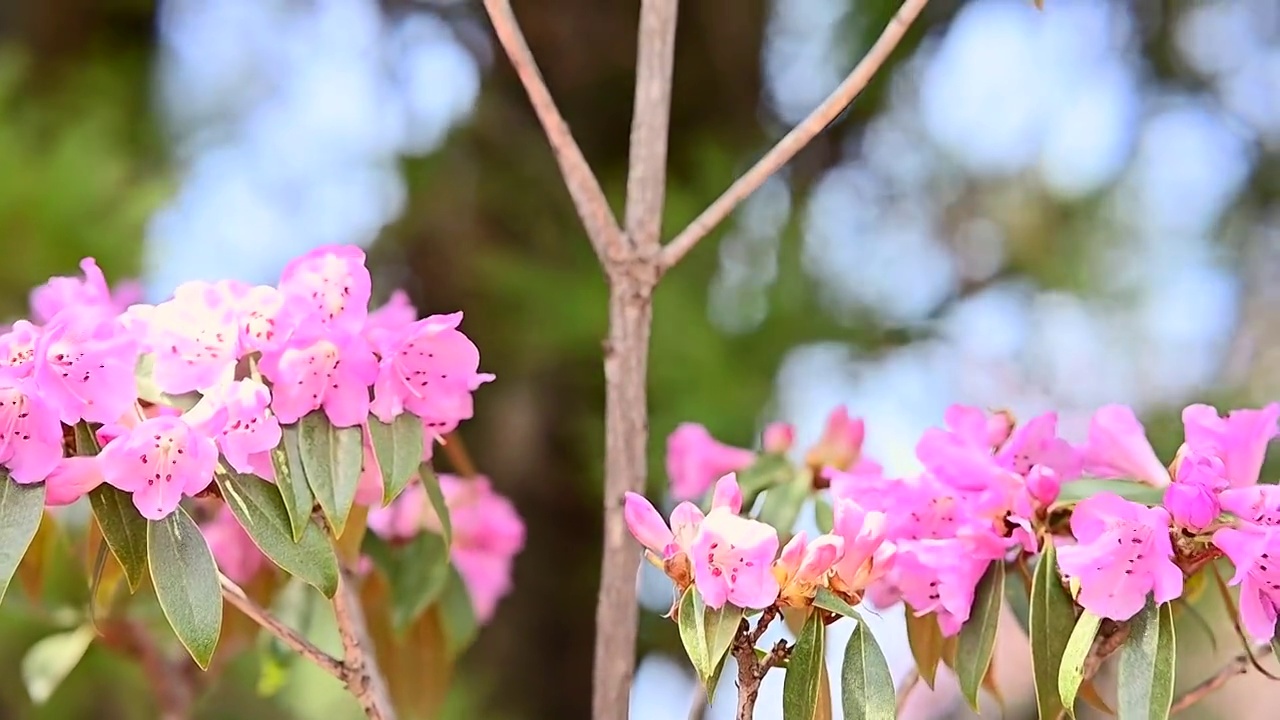 云南兰坪青岩山 高山杜鹃花风光视频素材