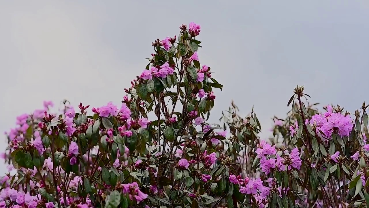 云南兰坪青岩山 高山杜鹃花风光视频素材