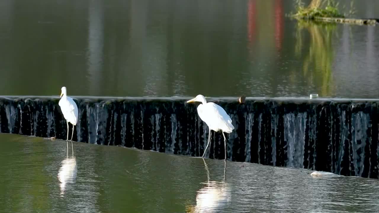 水坝上的黄嘴白鹭视频素材