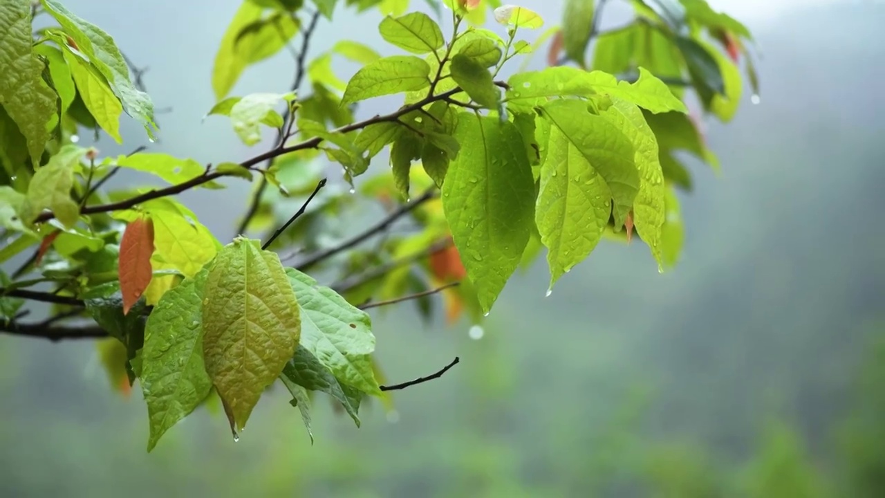 细雨中的植物视频素材