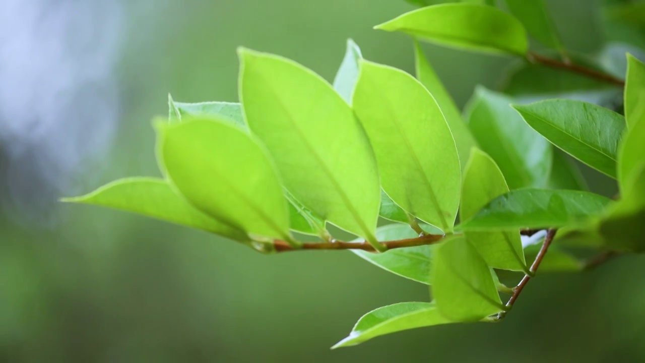 茶子树叶子视频素材