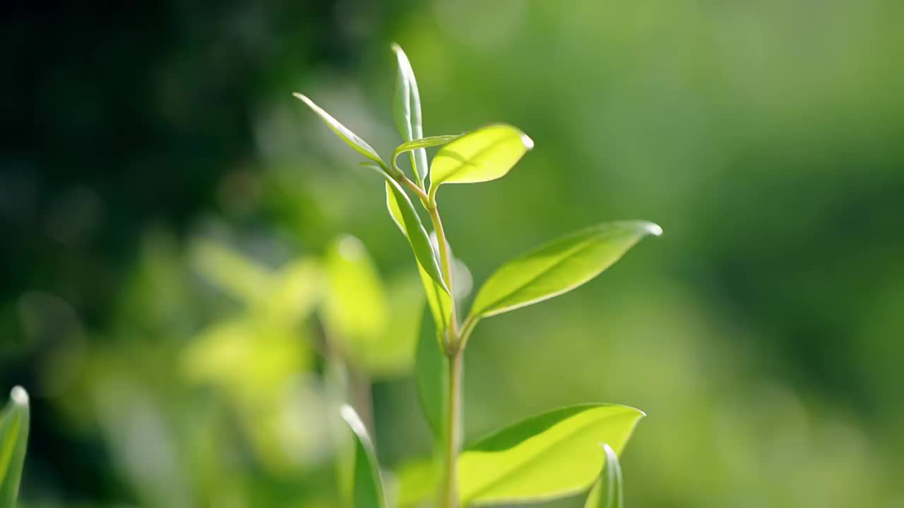 阳光树叶唯美小清新视频素材