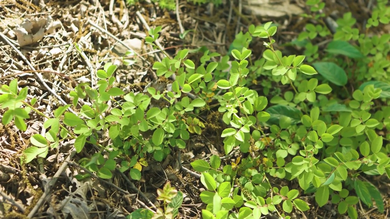 阳光打在绿色植物上视频素材