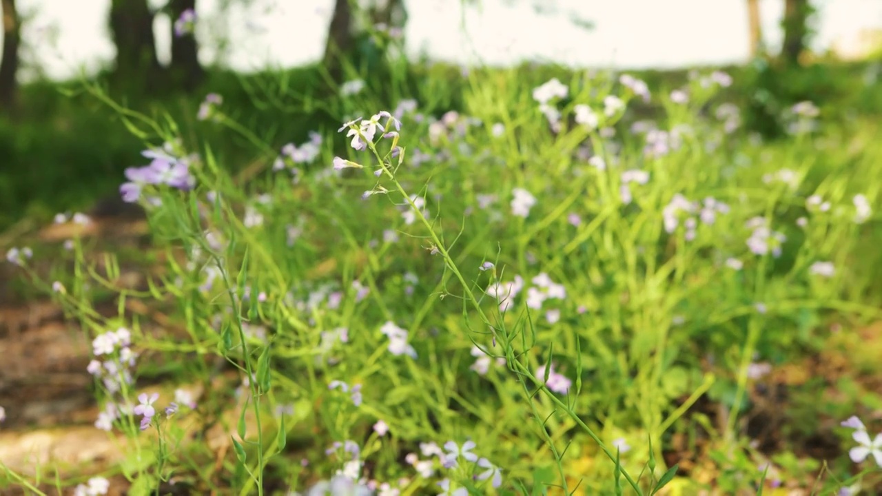 特写地上的野花视频素材