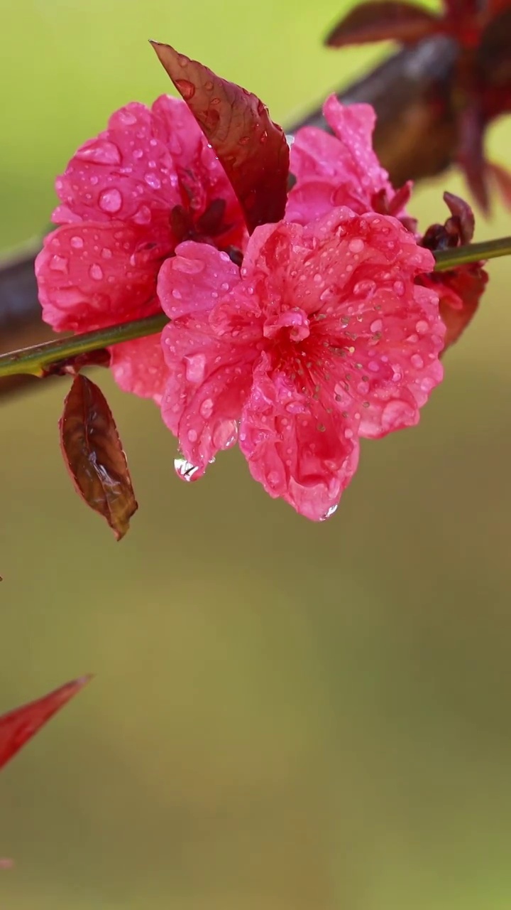 雨水滴在梅花上，春天的梅花被水拍打视频素材