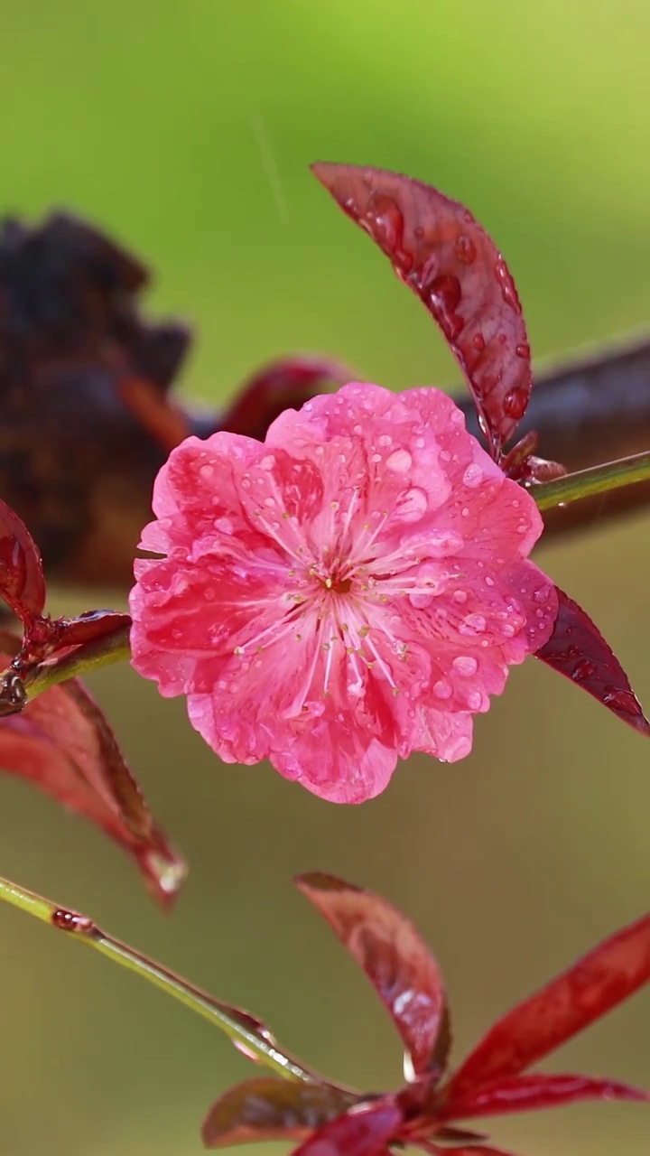 雨水滴在梅花上，春天的梅花被水拍打视频素材