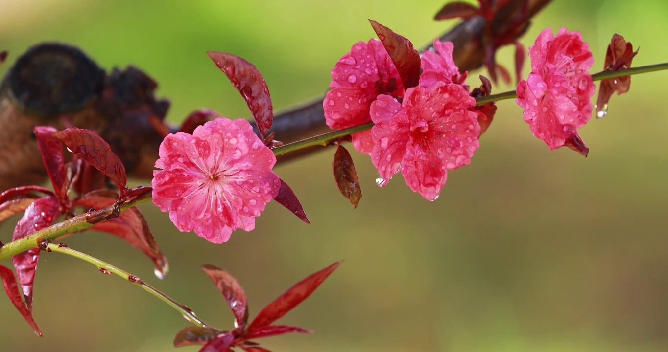 雨水滴在梅花上，春天的梅花被水拍打视频素材