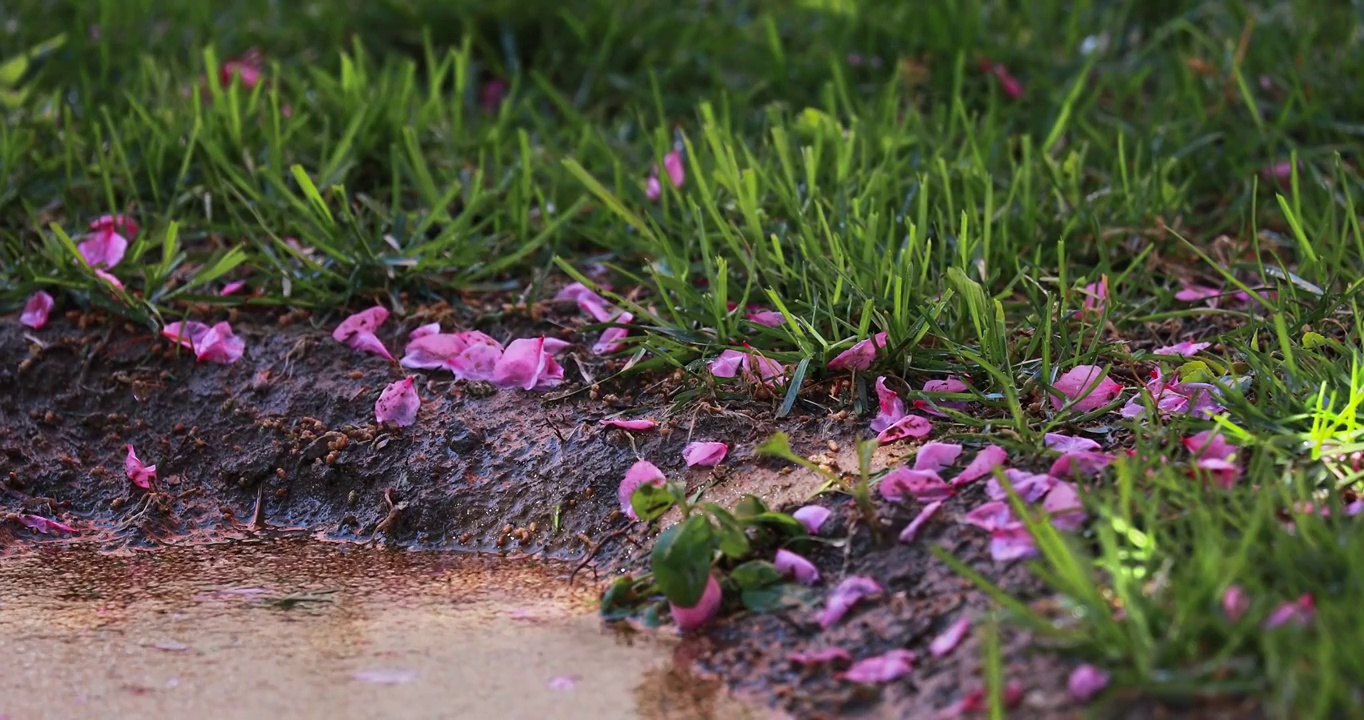 草地上的花瓣，雨中的草坪与落花视频素材