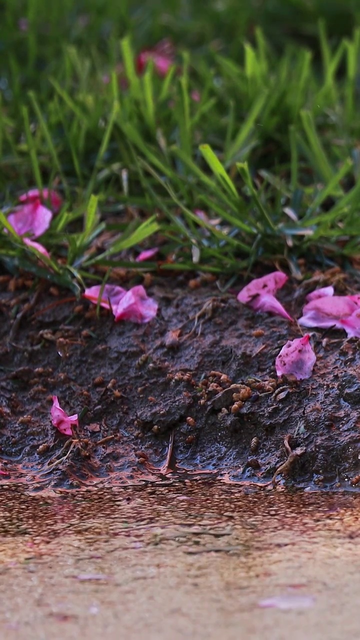 草地上的花瓣，雨中的草坪与落花视频素材