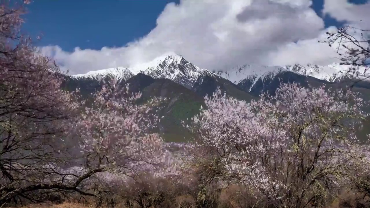 林芝波密桃花谷延时视频素材