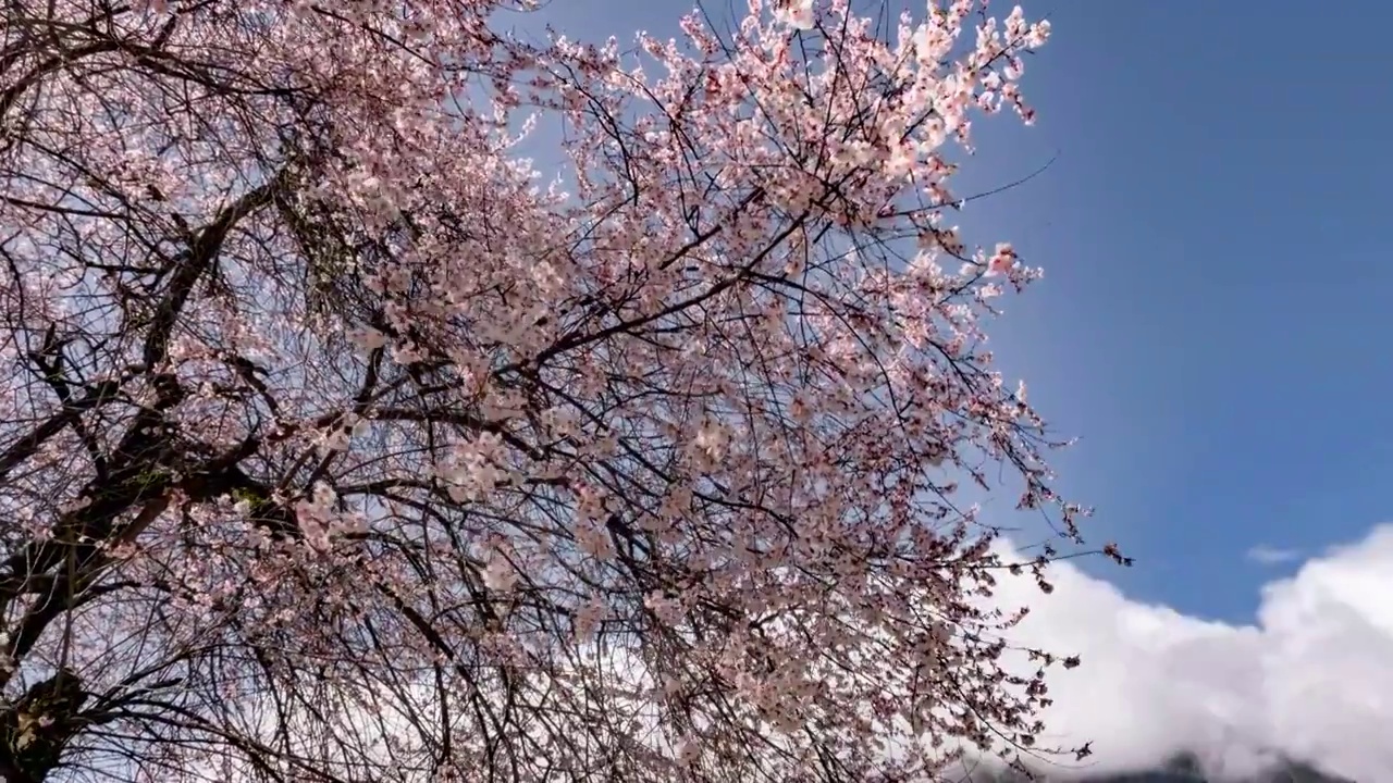 西藏林芝波密古通村桃花谷延时4视频素材