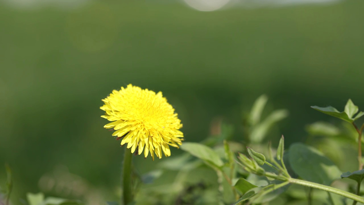 春天黄花蒲公英视频素材