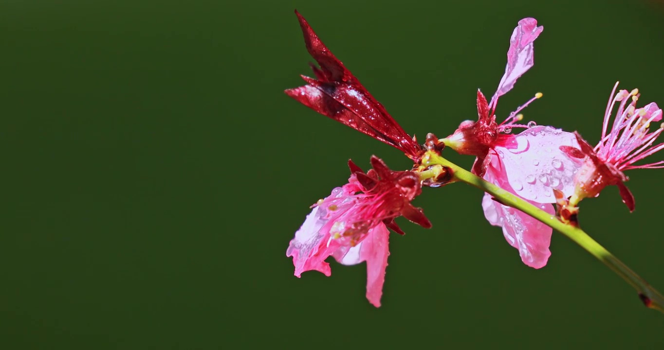 鲜花被水浇灌视频素材