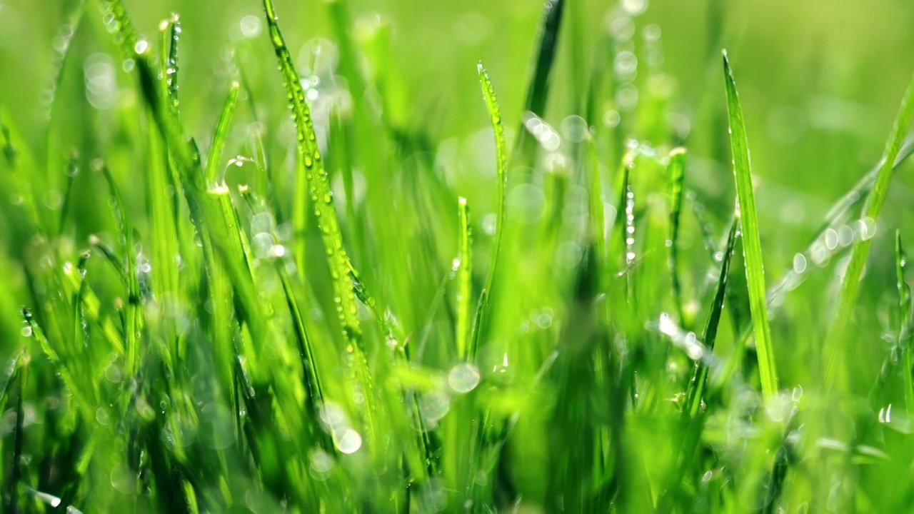 阳光小草春天雨露视频素材