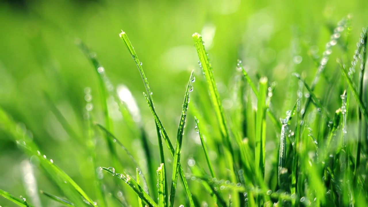 阳光小草春天雨露视频素材